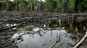 Informe: La minería ilegal de oro en Bolivia crece y causa impactos severos