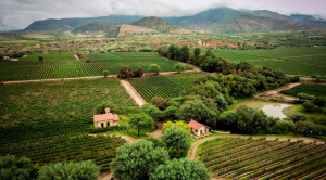 Bolivia lanza una plataforma digital para poner su vino y su turismo en el mapa mundial