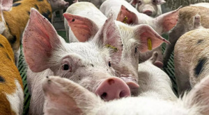 Bolivia refuerza controles en aeropuertos por la peste porcina africana