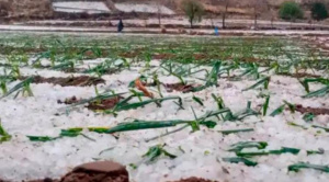 Granizadas afectan sembradíos de al menos ocho municipios de Potosí