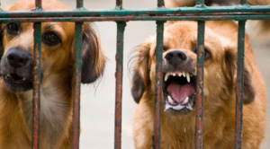 Confirman el primer caso de rabia humana en Cochabamba