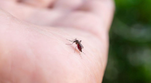 El 23% del personal de salud de Santa Cruz se contagió con chikunguña, según Fesirmes