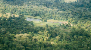 Detectan proyectos forestales con 10% de ejecución pese a haber recibido 100% de desembolso