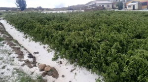 Fuerte granizada y tormenta eléctrica afectan cultivos y animales en Huarina