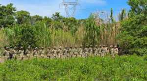 Gobierno prevé intervenir 10.000 hectáreas de cultivos de coca este 2026