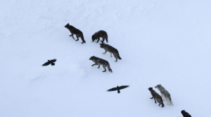 Los lobos matan y los cuervos recuerdan dónde