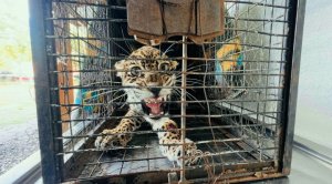 Rescatan a un jaguar neonato que ingresó a una vivienda en La Guardia