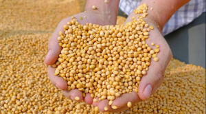 Gobierno abroga decreto que fijaba arancel 0 para importación de soya