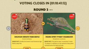 Escarabajo boliviano de la Chiquitania avanza en certamen global 